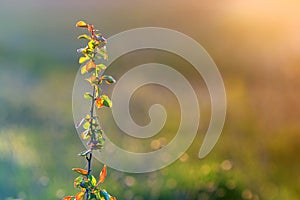 Close-up of lit by summer sun isolated fruit pear or apple tree brunch with spider thread on green leaves on soft blurred colorful