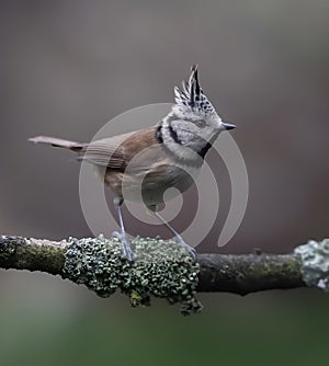 Close-up of Lithophanes cristatus is a warbler in the rock sparrow family Paridae