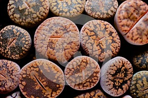 Close-up of lithops. Lithops is a genus of succulent plants in the ice plant family,  Aizoaceae