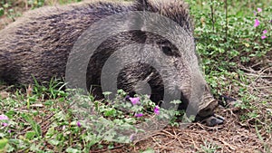 Close-up of a little baby wild boar in the forest