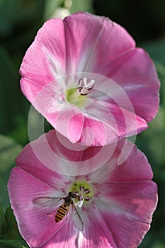 Close up of little bee on pink morning glory flowers
