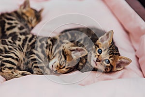 Close-up little bengal kittens on the cat pillow