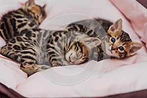 Close-up little bengal kittens on the cat& x27;s pillow