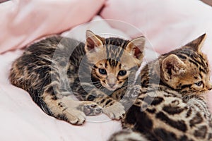 Close-up little bengal kittens on the cat& x27;s pillow