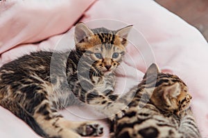 Close-up little bengal kittens on the cat& x27;s pillow