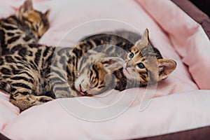 Close-up little bengal kittens on the cat& x27;s pillow