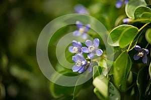 Close up little blue flowers