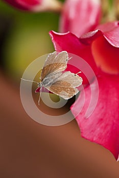 Close-up of a little brown butterfly