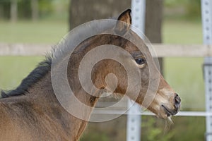 Close-up of a little brown foal,horse standing next to the mother, during the day with a countryside landscape
