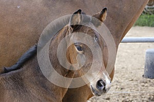 Close-up of a little brown foal,horse standing next to the mother, during the day with a countryside landscape