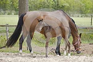 Close-up of a little brown foal,horse standing next to the mother, during the day with a countryside landscape