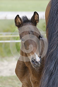 Close-up of a little brown mare foal, the foal looks from behind the mother`s tail