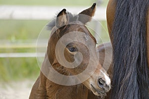 Close-up of a little brown mare foal, the foal looks from behind the mother`s tail