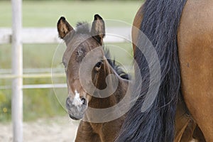 Close-up of a little brown mare foal, the foal looks from behind the mother's tail