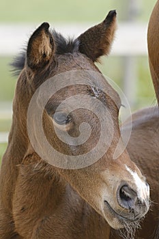 Close-up of a little brown mare foal, the foal looks from behind the mother's tail