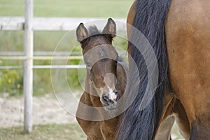 Close-up of a little brown mare foal, the foal looks from behind the mother`s tail