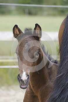 Close-up of a little brown mare foal, the foal looks from behind the mother`s tail photo