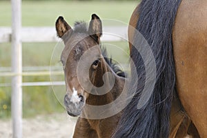 Close-up of a little brown mare foal, the foal looks from behind the mother's tail photo