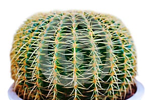 close up of little cactus in small pots are growing in farm