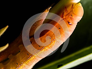 Close up a little of caterpillar. Caterpillar eating leaves.