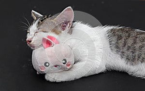 Close up Little Cute Kitten Sleeping with Rabbit Doll
