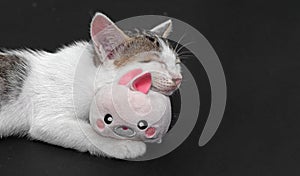 Close up Little Cute Kitten Sleeping with Rabbit Doll with Copy Space