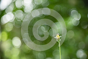 Close up of little flower and bee with green leaf nature blurred and light bokeh background