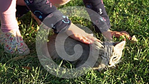 Close up of little girl petting kitten at sunset