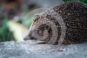 Close-up little hedgehog in home garden