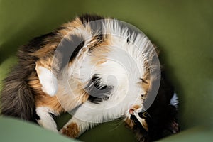 Close up of little kitten in office chair lying