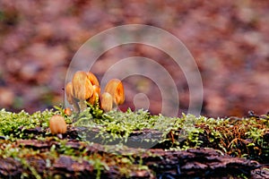 Close-up of little mushrooms in the autumn forest