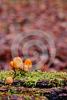 Close-up of little mushrooms in the autumn forest