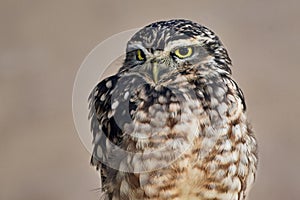 Close-up of Little owl, Athene noctua