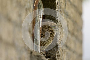 A close up of a little owl Athene noctua looking at you from a broken window