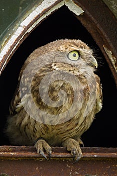 A close up of a little owl Athene noctua perched in the broken window of an old barn