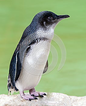 Close up of a Little Penguin Eudyptula minor