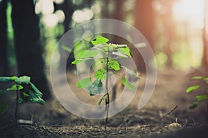 Close up of little plant glowing up in forest. Beginning of Life