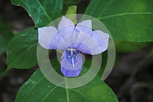 Close up of little purple flower (Barleria strigosa) with blurred green background