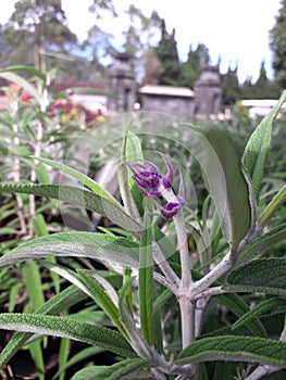Close up of Little Purple sage flower with green leaves around Kailasa Museum Dieng Plateau