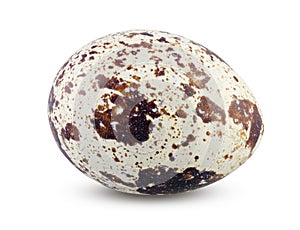 Close Up of Little Quail Egg Isolated. Boiled or Fresh Egg Horizontal on White Background