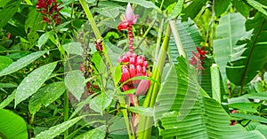 Close up of a little red plantain, located in Mindo recreation place, in western Ecuador, at 1,400m elevation in Mindo