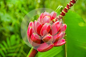 Close up of a little red plantain, located in Mindo recreation place, in western Ecuador, at 1,400m elevation in Mindo