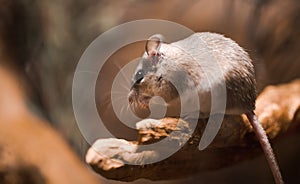 Close-up of little small Mouse cute grey rat with fluffy hair  - Neumann`s grass rat Nile mouse Arvicanthus Niloticus. Brown