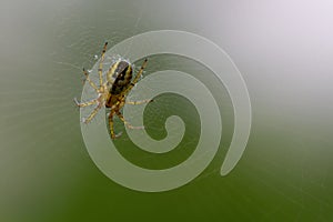Close-up of a little spider (aranea) in its cobweb