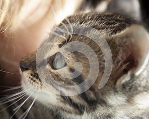 Close-up little tabby blue kittten cat
