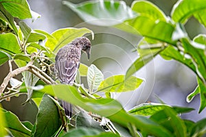 Close up of a Little Wattlebird perched on branch in tree amongst green leaves in New South Wales, Australia