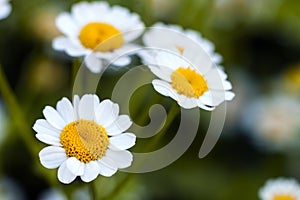 Close up little white daisy flowers