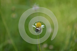 Close Up Little White Flower With Yellow Pollen Wild Daisy Grass Flower