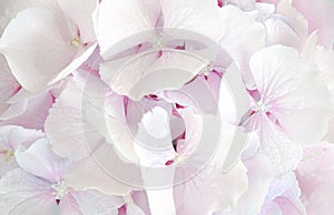 Close-up little white, pink and blue hydrangea leaves