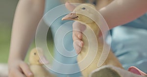 Close-up of little yellow duck quacking as female Caucasian hand caressing it. Blurred bird passing by at front.